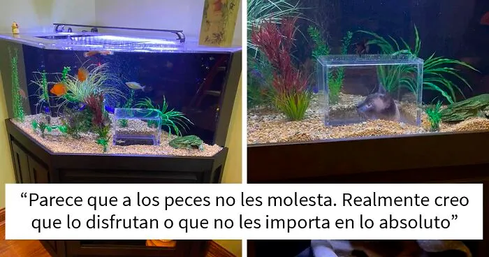 Este gato tiene su propio acuario hecho a medida que le permite observar a los peces de forma segura