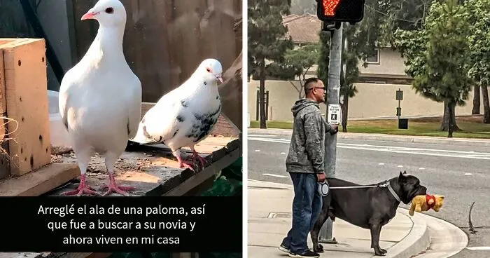 35 Imágenes inspiradoras de animales que te ayudarán a pasar el día