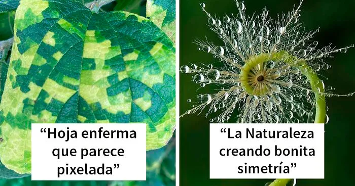 40 Ejemplos visualmente agradables de simetría geométrica en la naturaleza (nuevas fotos)