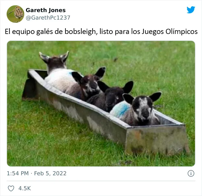 20 Divertidos memes y reacciones sobre los Juegos Olímpicos de Invierno 2022