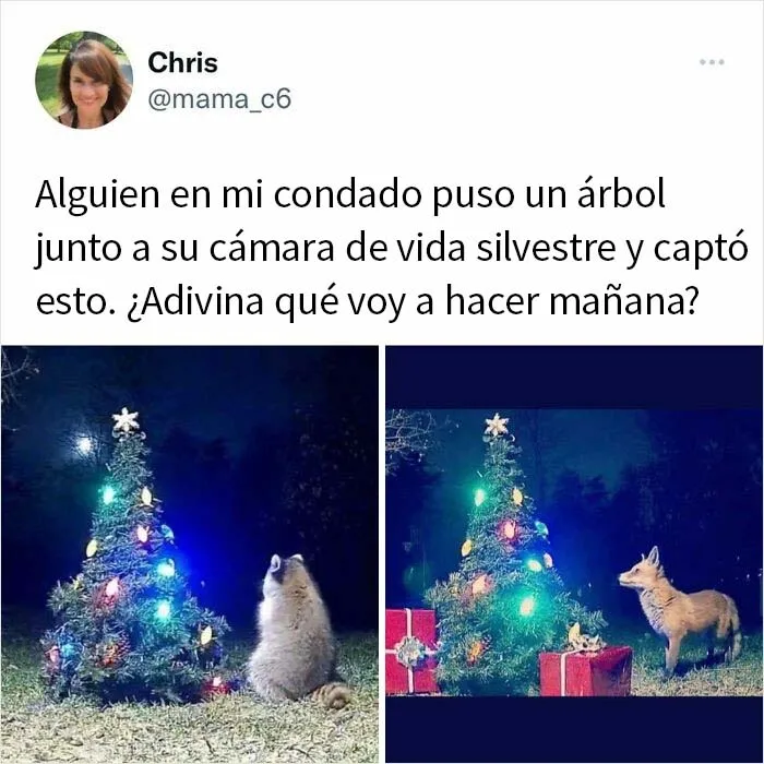 "El rey de los memes reconfortantes": 20 de los mejores memes publicados por esta cuenta de Instagram