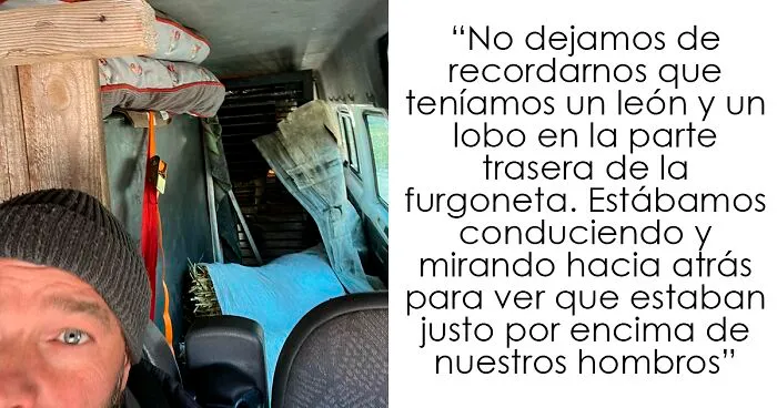 Un león y un lobo son transportados con grúa a una miniván conducida por 3 británicos para salvarlos
