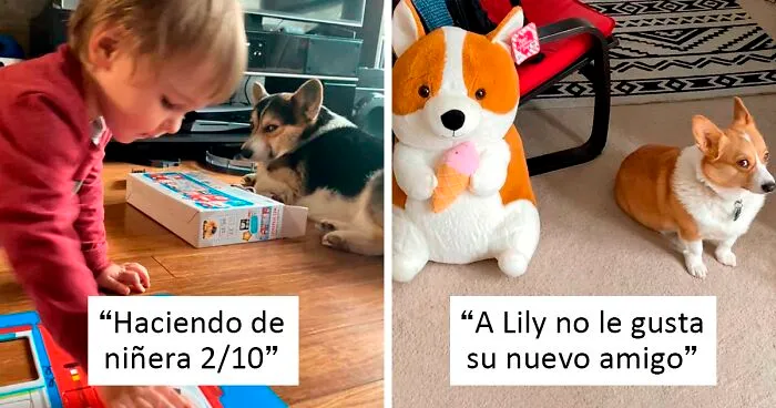 40 De las mejores fotos de este grupo de Facebook dedicado a corgis que miran con desaprobación (nuevas fotos)