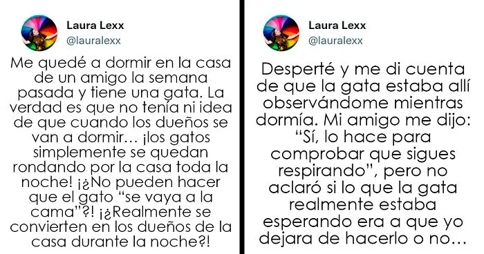 Estos usuarios relatan cómo son las curiosas rutinas nocturnas de sus gatos
