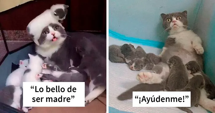 40 Momentos adorables de animales siendo padres