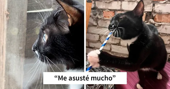 “Todo cambió cuando empezó la guerra”: Así se vive en un refugio antibombas de Kyiv cuando eres un gato