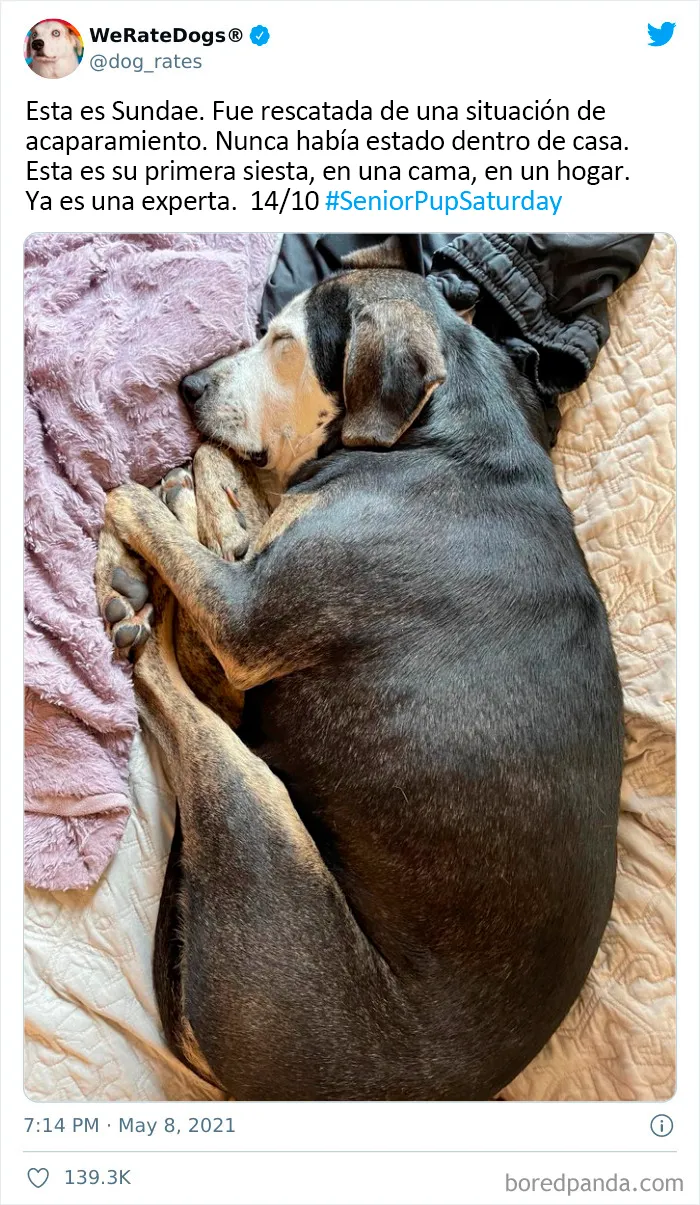Esta cuenta de Twitter valora los perros de la gente y es divertidísima (20 nuevas fotos)