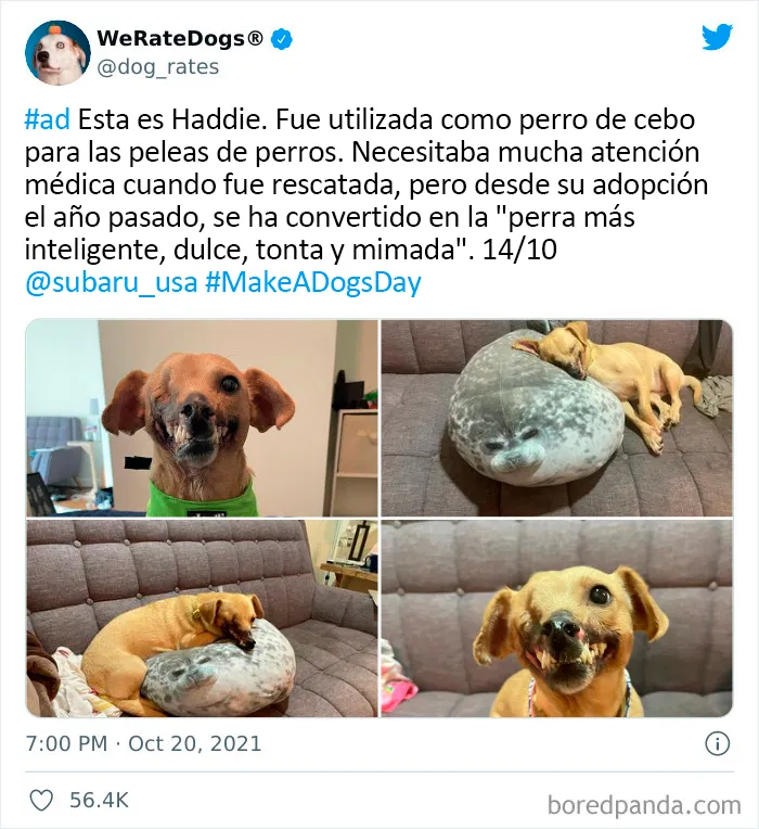 Esta cuenta de Twitter valora los perros de la gente y es divertidísima (20 nuevas fotos)