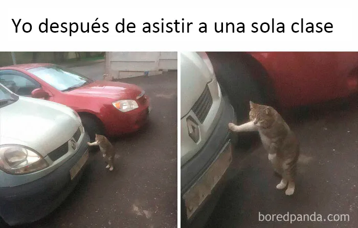 20 Memes tan reales como divertidos con los que los estudiantes podrían identificarse