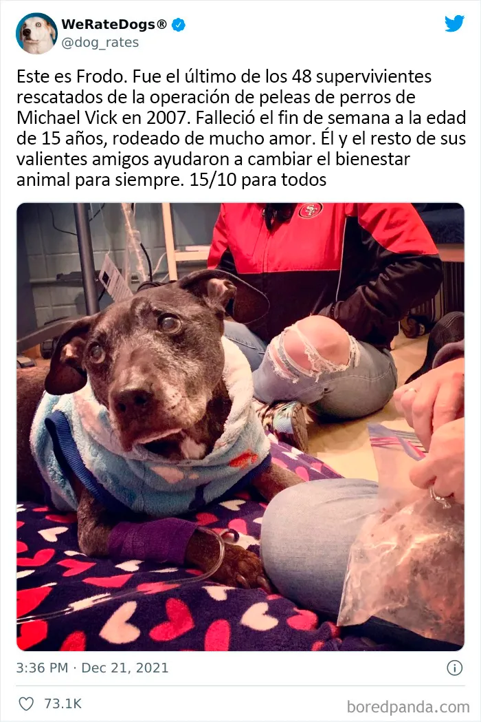 Esta cuenta de Twitter valora los perros de la gente y es divertidísima (20 nuevas fotos)