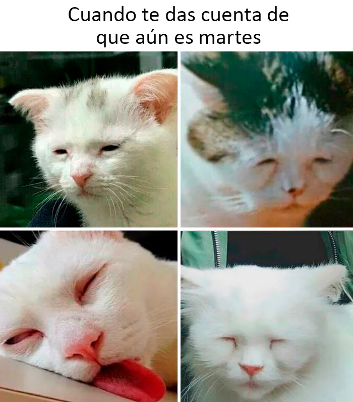 20 Memes dolorosamente divertidos para esos días en los que no puedes reír