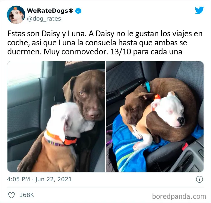 Esta cuenta de Twitter valora los perros de la gente y es divertidísima (20 nuevas fotos)