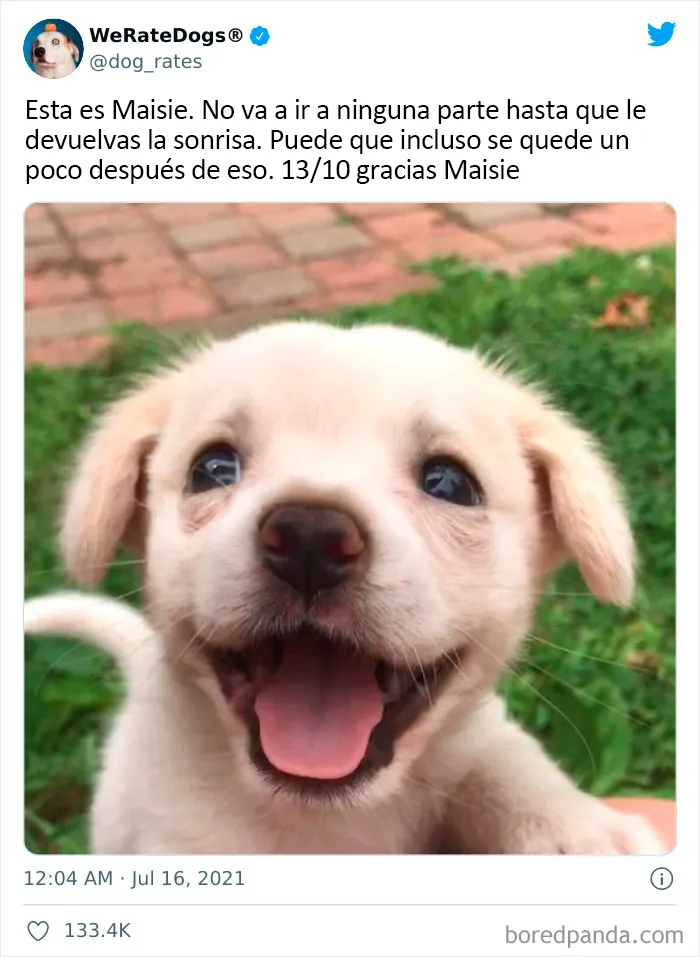 Esta cuenta de Twitter valora los perros de la gente y es divertidísima (20 nuevas fotos)