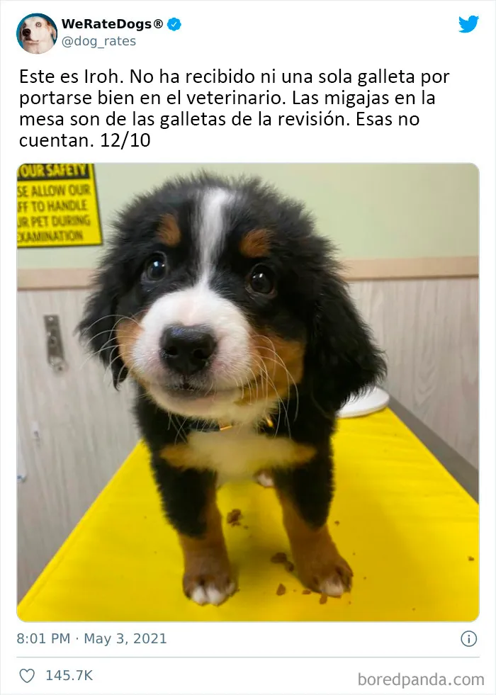 Esta cuenta de Twitter valora los perros de la gente y es divertidísima (20 nuevas fotos)