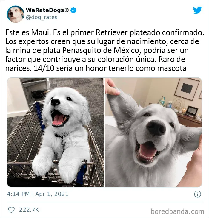 Esta cuenta de Twitter valora los perros de la gente y es divertidísima (20 nuevas fotos)