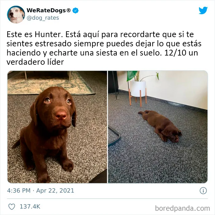Esta cuenta de Twitter valora los perros de la gente y es divertidísima (20 nuevas fotos)
