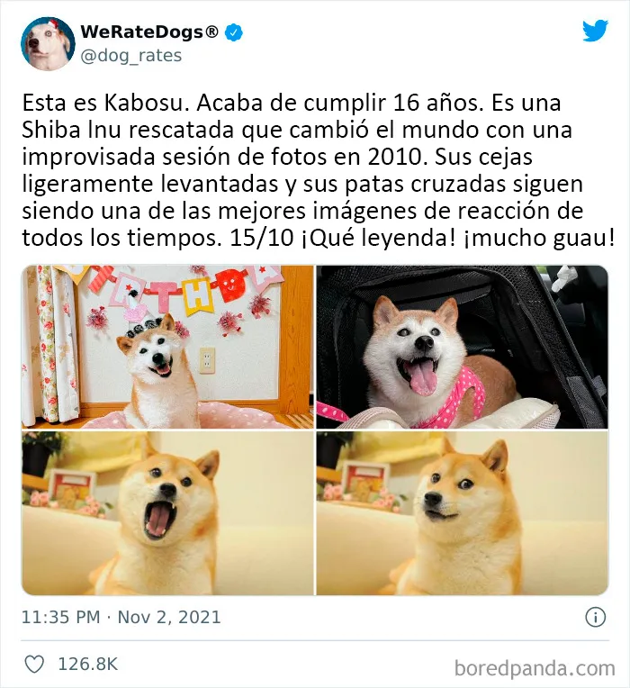Esta cuenta de Twitter valora los perros de la gente y es divertidísima (20 nuevas fotos)