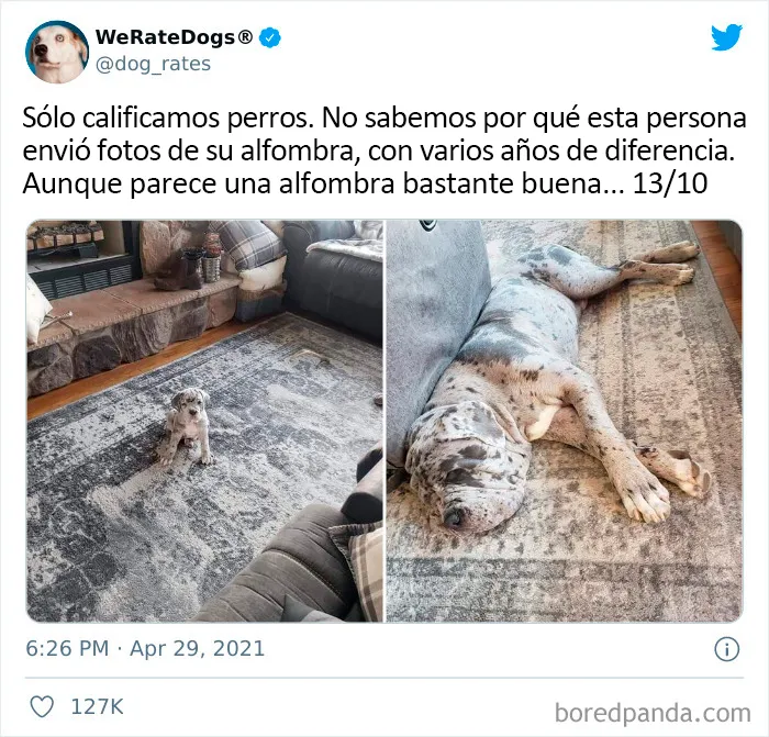 Esta cuenta de Twitter valora los perros de la gente y es divertidísima (20 nuevas fotos)