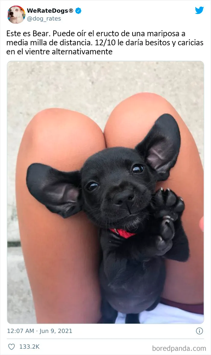 Esta cuenta de Twitter valora los perros de la gente y es divertidísima (20 nuevas fotos)