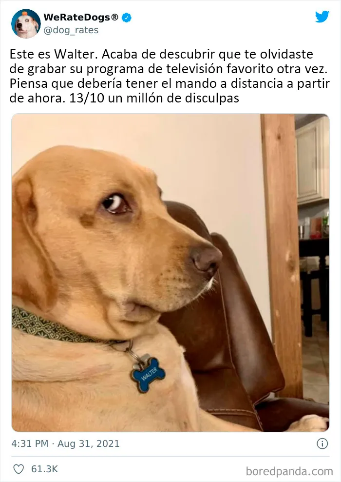 Esta cuenta de Twitter valora los perros de la gente y es divertidísima (20 nuevas fotos)