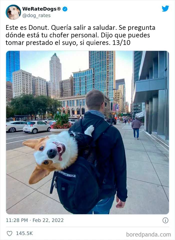 Esta cuenta de Twitter valora los perros de la gente y es divertidísima (20 nuevas fotos)