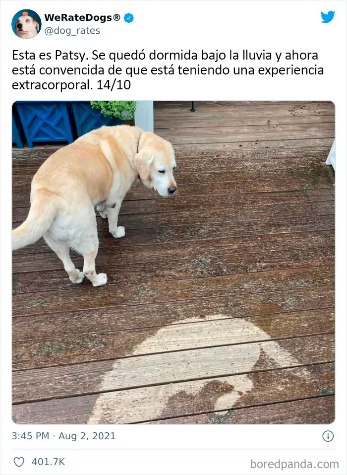 Esta cuenta de Twitter valora los perros de la gente y es divertidísima (20 nuevas fotos)