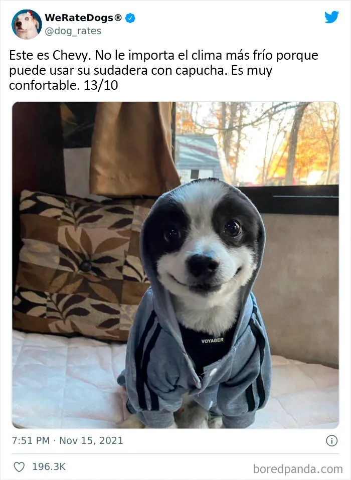 Esta cuenta de Twitter valora los perros de la gente y es divertidísima (20 nuevas fotos)