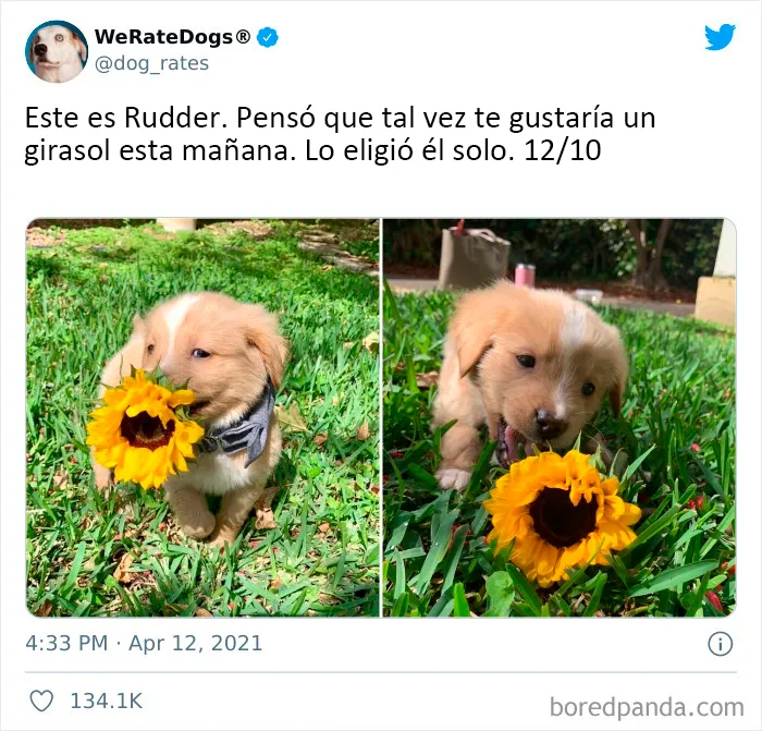 Esta cuenta de Twitter valora los perros de la gente y es divertidísima (20 nuevas fotos)