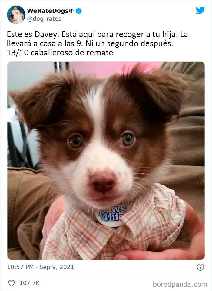 Esta cuenta de Twitter valora los perros de la gente y es divertidísima (20 nuevas fotos)