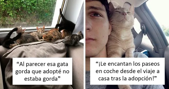 40 Fotos de mascotas rescatadas este mes de Febrero que te alegrarán el día