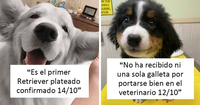 Esta cuenta de Twitter valora los perros de la gente y es divertidísima (20 nuevas fotos)
