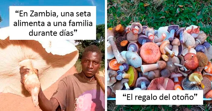 30 Recolectores de hongos que encontraron especies increíbles y tuvieron que compartirlas