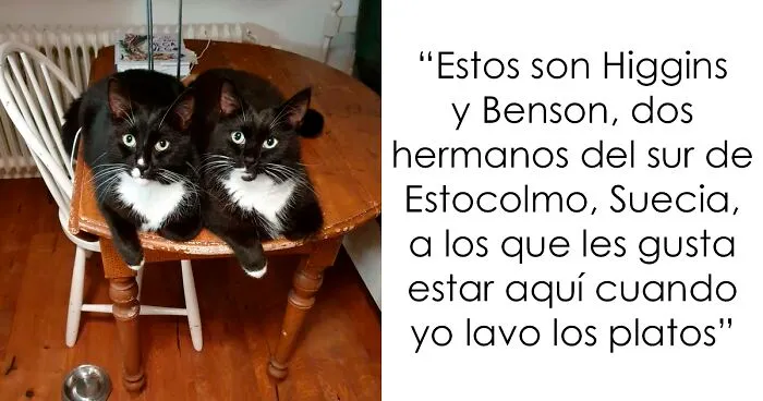 40 Fotos de animales "dobles" demostrando que vivimos en una simulación