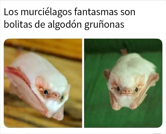 20 Memes sobre la naturaleza y el medio ambiente, compartidos en esta página de Facebook