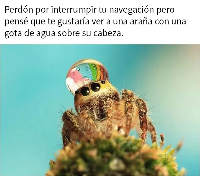 20 Memes sobre la naturaleza y el medio ambiente, compartidos en esta página de Facebook