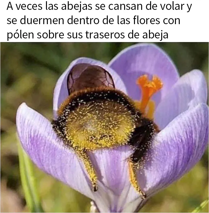 20 Memes sobre la naturaleza y el medio ambiente, compartidos en esta página de Facebook