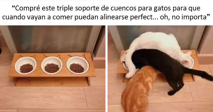 20 Divertidos memes de animales traviesos, compartidos en Twitter