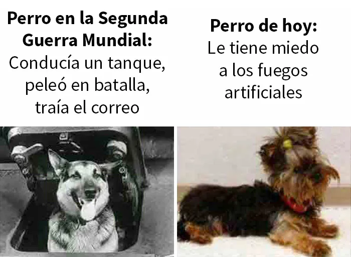 Ni siquiera los perros están a salvo