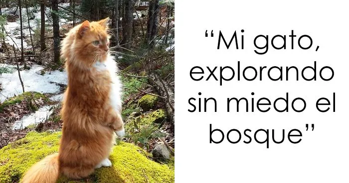 35 Fotos del lado más esponjoso y majestuoso de los gatos "Bosque de Noruega"