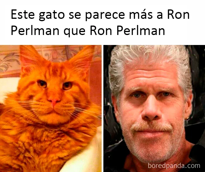 Ronroneo Purlman