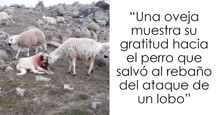 40 Animales con un comportamiento tan humano que te asombrarán