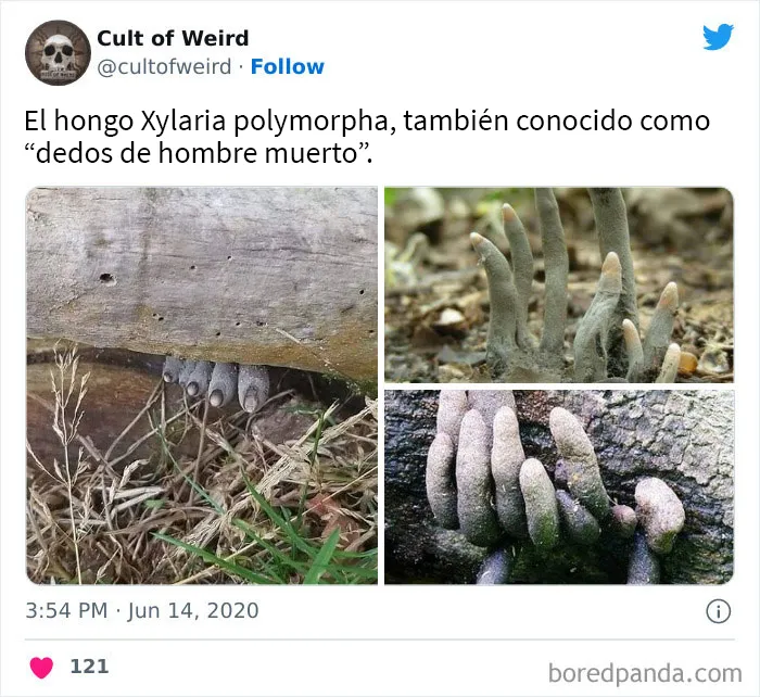 20 Imágenes incómodas y cautivadoras a la vez de esta cuenta de Twitter que solo publica cosas espeluznantes