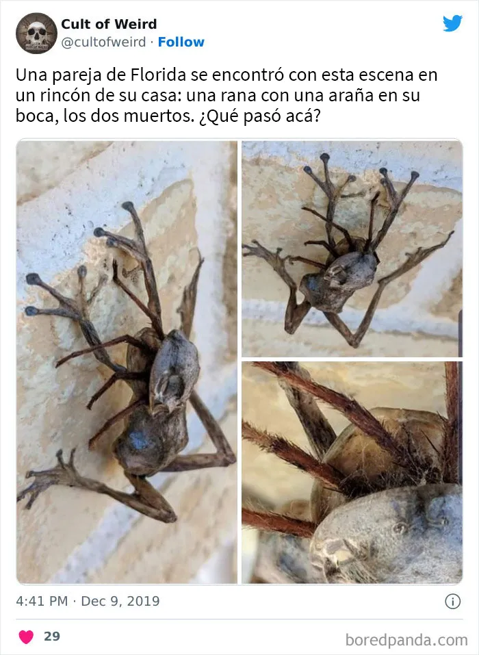 20 Imágenes incómodas y cautivadoras a la vez de esta cuenta de Twitter que solo publica cosas espeluznantes