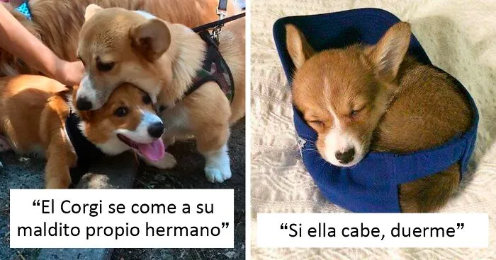 40 Corgis tan adorables como tontorrones