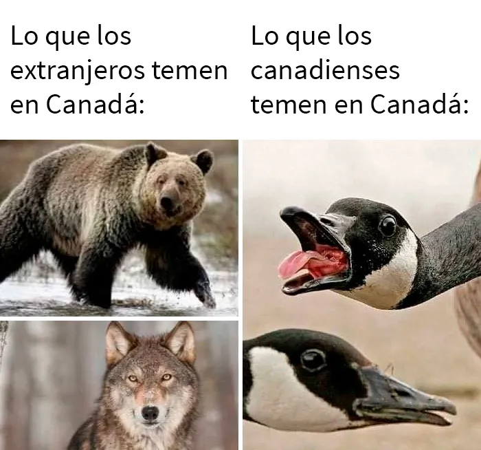 25 Memes sobre la vida en Canadá que resumen perfectamente cómo es el país