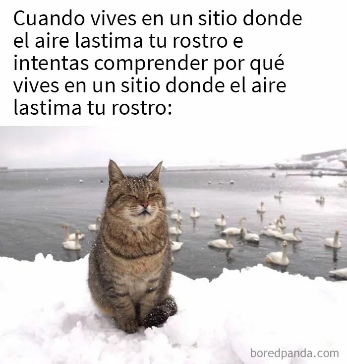 25 Memes sobre la vida en Canadá que resumen perfectamente cómo es el país