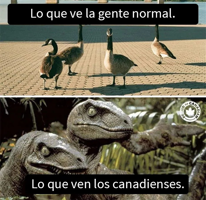25 Memes sobre la vida en Canadá que resumen perfectamente cómo es el país