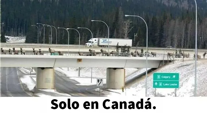 25 Memes sobre la vida en Canadá que resumen perfectamente cómo es el país