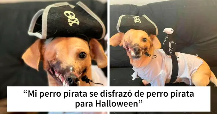 ¿Cómo vestir a tu mascota para Halloween? 40 disfraces geniales y adorables creados por los dueños