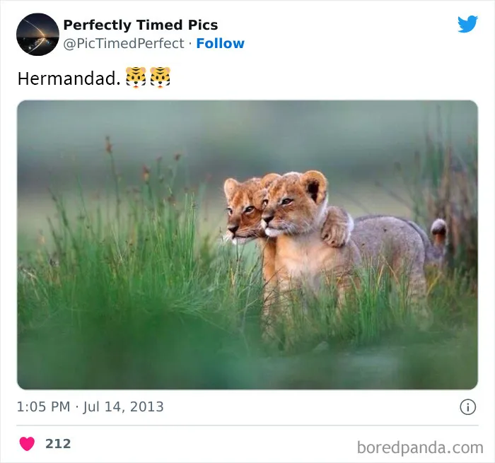 30 Fotos tomadas "en el momento justo” que hay que mirar 2 veces